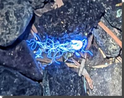 [some kind of unidentifiable stringy stuff fluorescing blue under UV light]