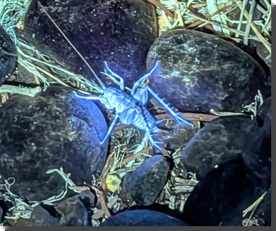 [cricket fluorescing blue under UV light]