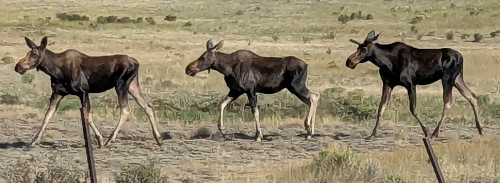 [three moose walking in line]
