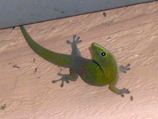 [A green gecko on an orange wall. Its head is turned around to keep an eye on the photographer]