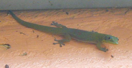 [A green gecko on an orange wall]