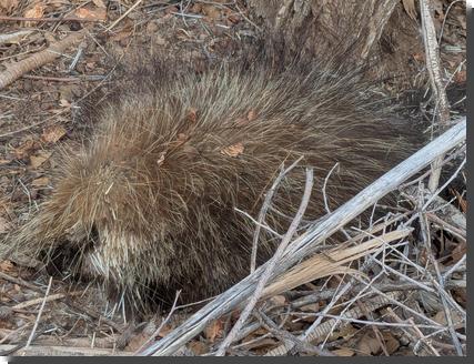 [A porcupine, unfortunately dead, lying on the ground]