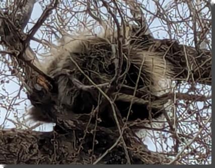 [Looking up at a porcupine in a tree]