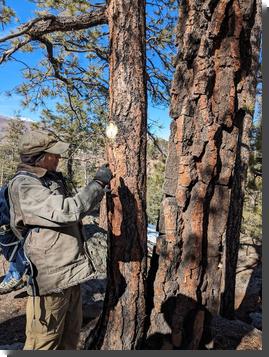 [Craig Martin points out unusually thick ponderosa bark]