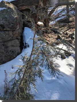 [a Rocky Mountain juniper showing its fine, lacy needles]