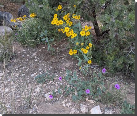 [wildflowers: four-o-clocks (purple) and cowpen daisies]