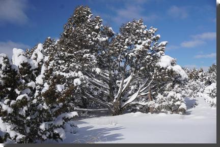 [snow on juniper]