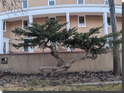 [a twisted juniper tree growing adjacent to the Santa Fe Roundhouse]
