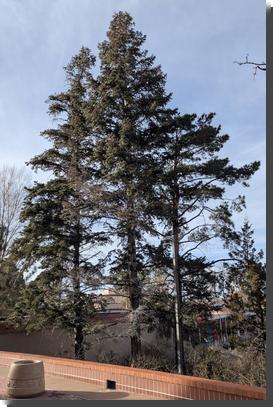 [Three Douglas fir trees growing together, just below a concrete balcony. The moon tree is the middle one.]