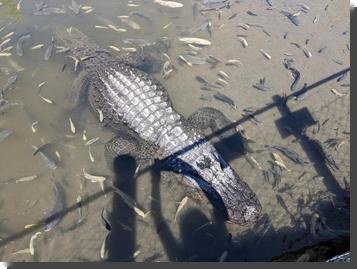 [An alligator in a tank, surrounded by fish (tilapia) of all sizes]