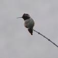 [Hummingbird at Stevens Creek]