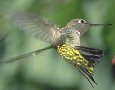 startled hummingbird