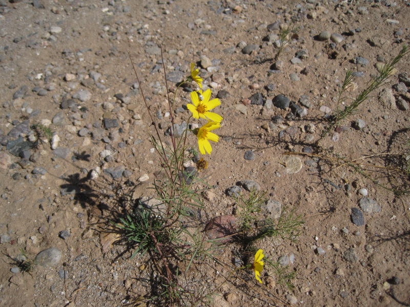 [Thelesperma filifolium, G ...]