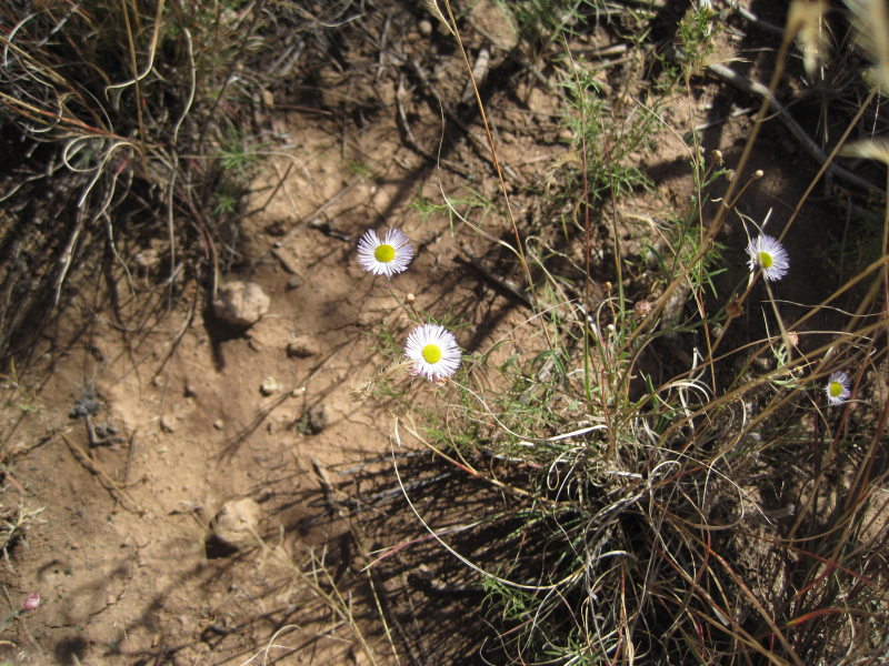 [Erigeron -- the first of  ...]