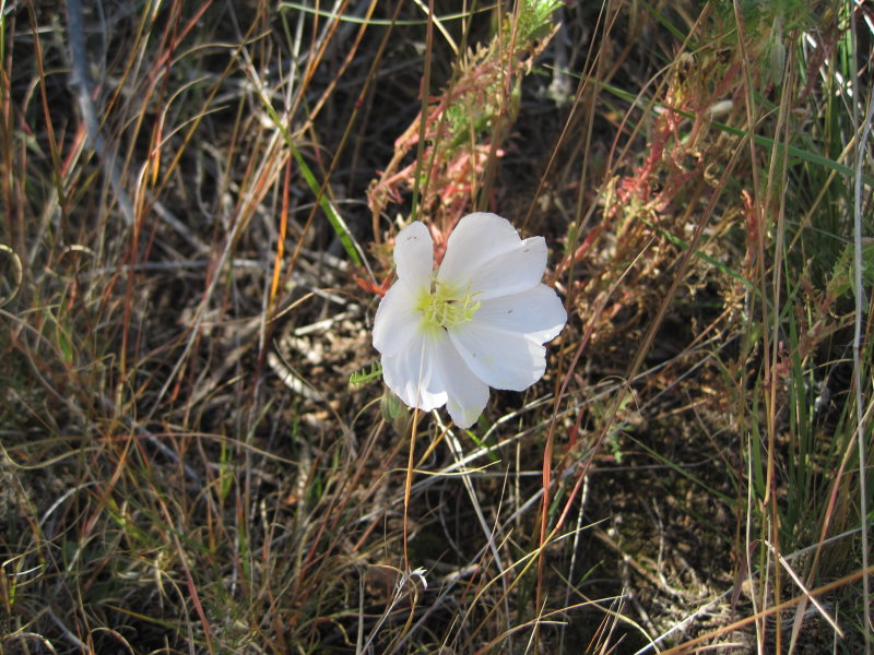 [Oenothera coronopifolia o ...]