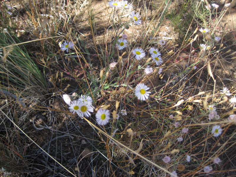 [Erigeron divergens, Sprea ...]