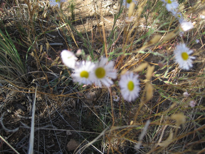 [Erigeron divergens. Fuzzy ...]