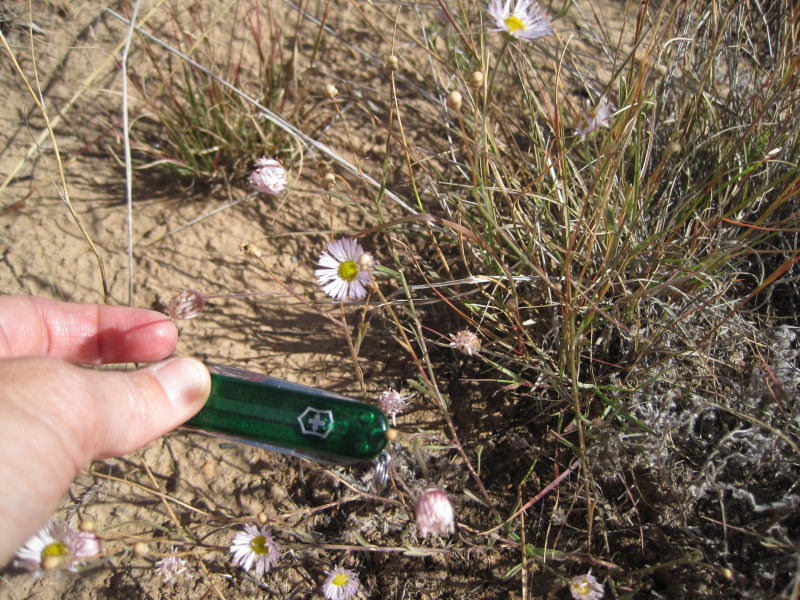 [Erigeron sp. The third fl ...]