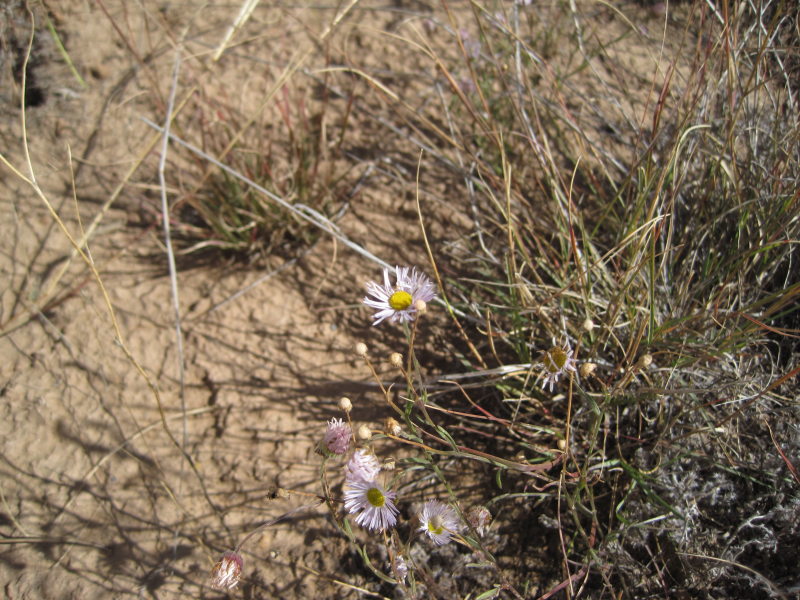 [Erigeron sp. I think this ...]