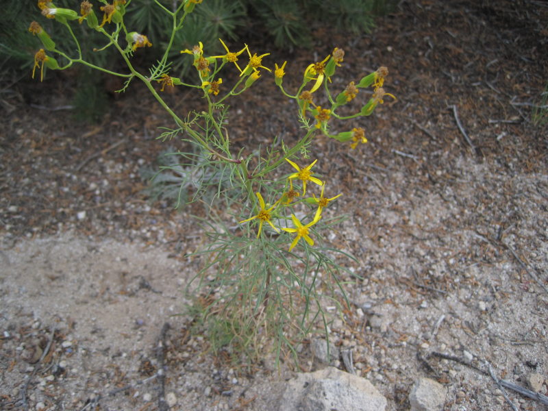 [Senecio spartioides multi ...]