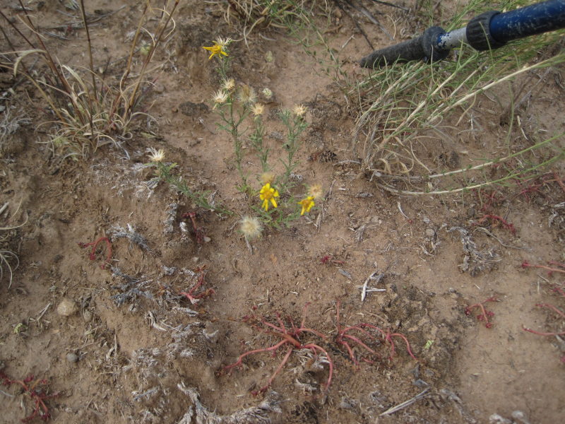 [Xanthisma spinulosum (or  ...]