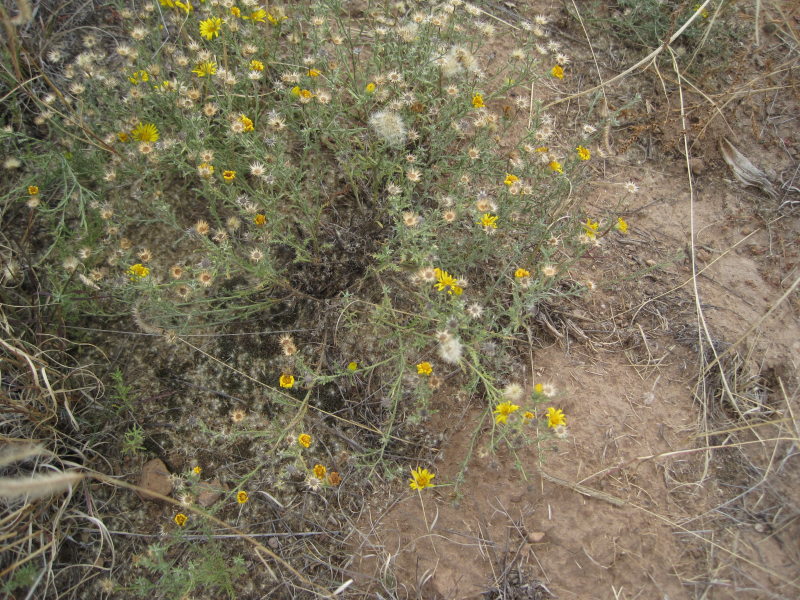 [Xanthisma spinulosum (or  ...]