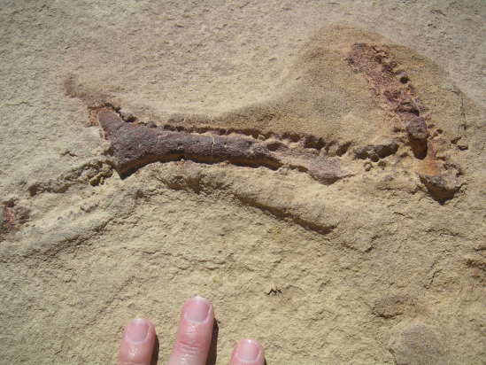 [Weird fossils in the sand ...]