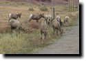 [ Bighorn sheep grazing by  ... ]