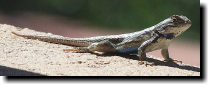 [ A fence lizard was on the ... ]