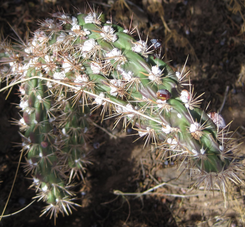 [Strange white growths aro ...]