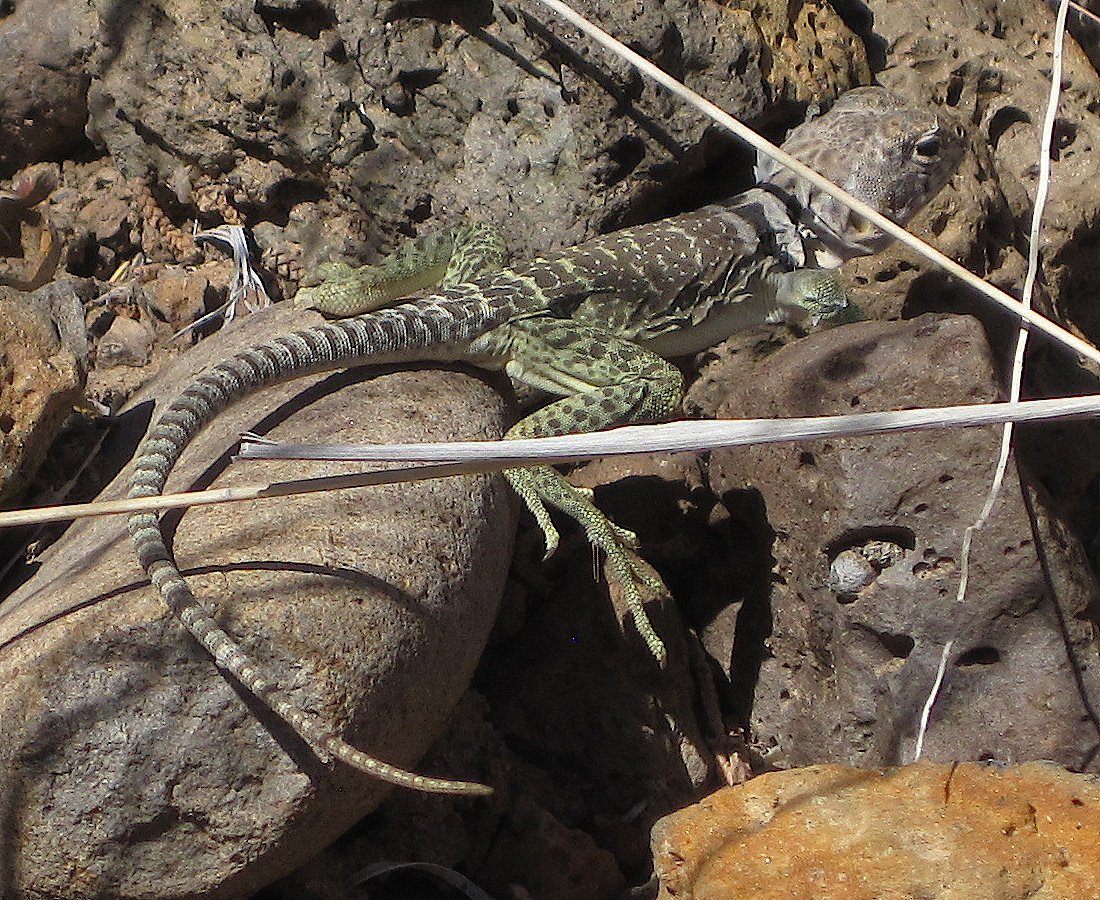 [Collared lizard.]