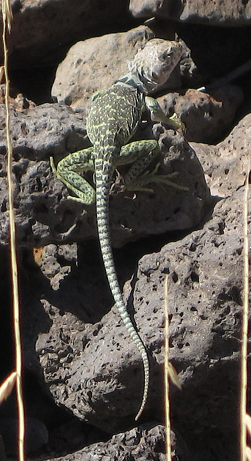 [Collared lizard.]