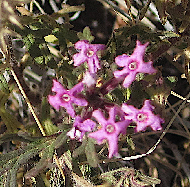 [Dakota verbena]