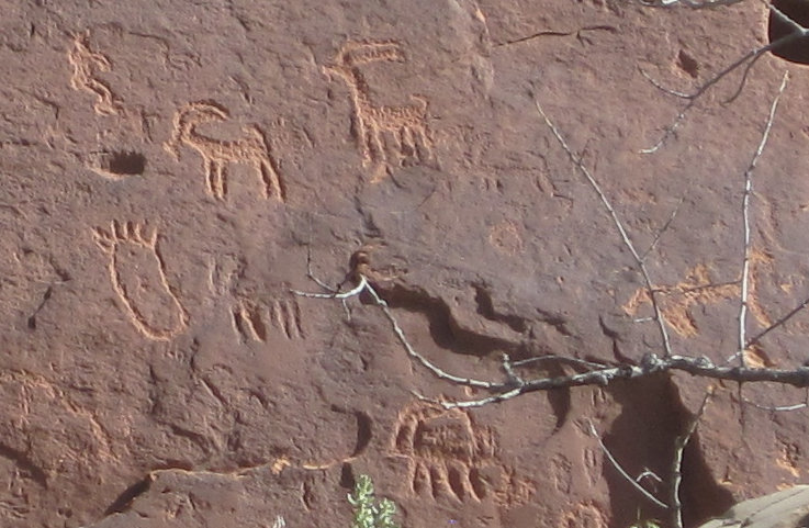 [Cute little bighorn herd. ...]