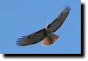 [Red-tailed hawk on Boccardo trail]