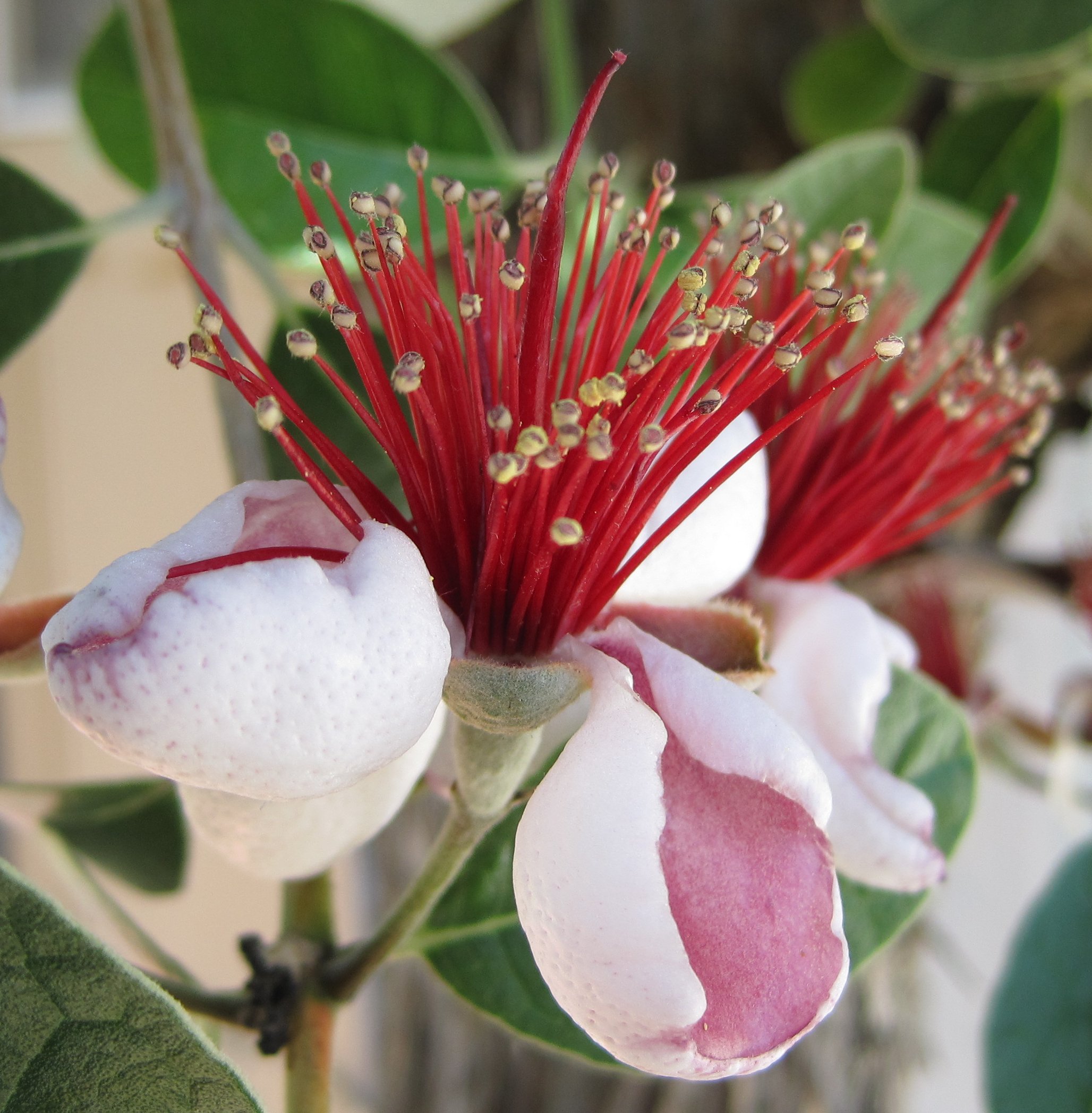 [Guava flower.]