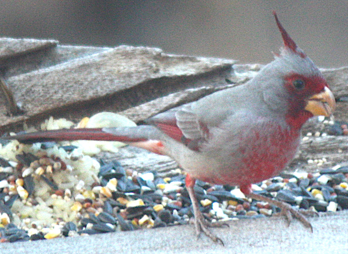 [The male Pyrrhuloxia is a ...]
