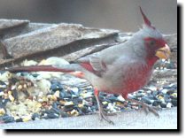 [ The male Pyrrhuloxia is a ... ]