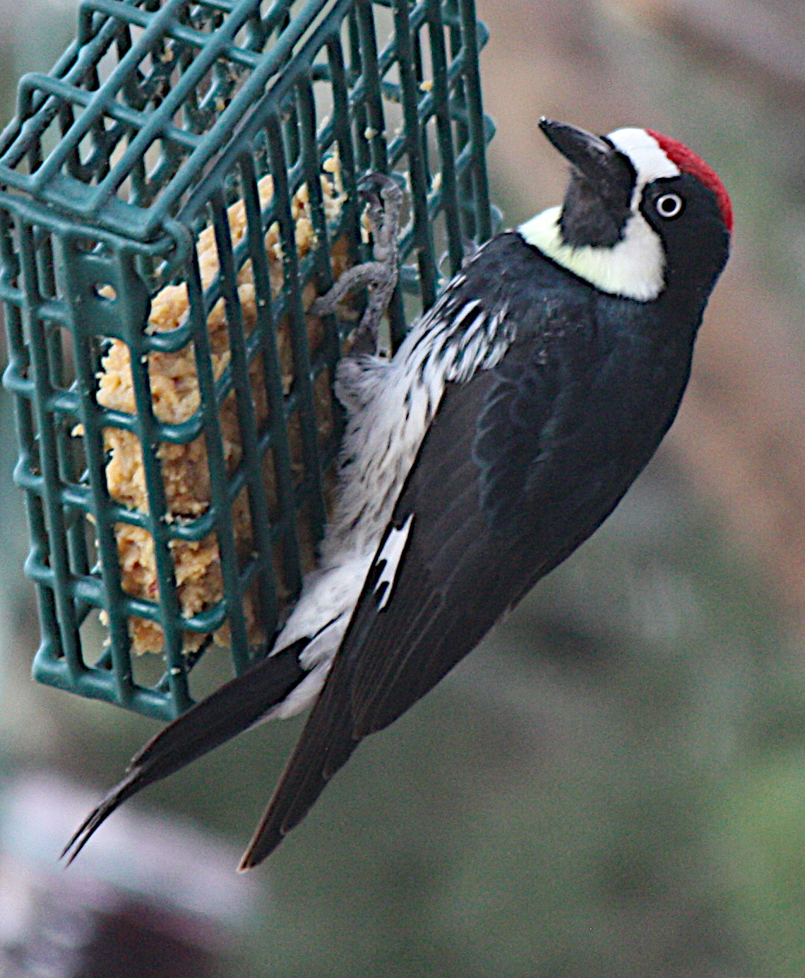 [Acorn Woodpeckers aren't  ...]