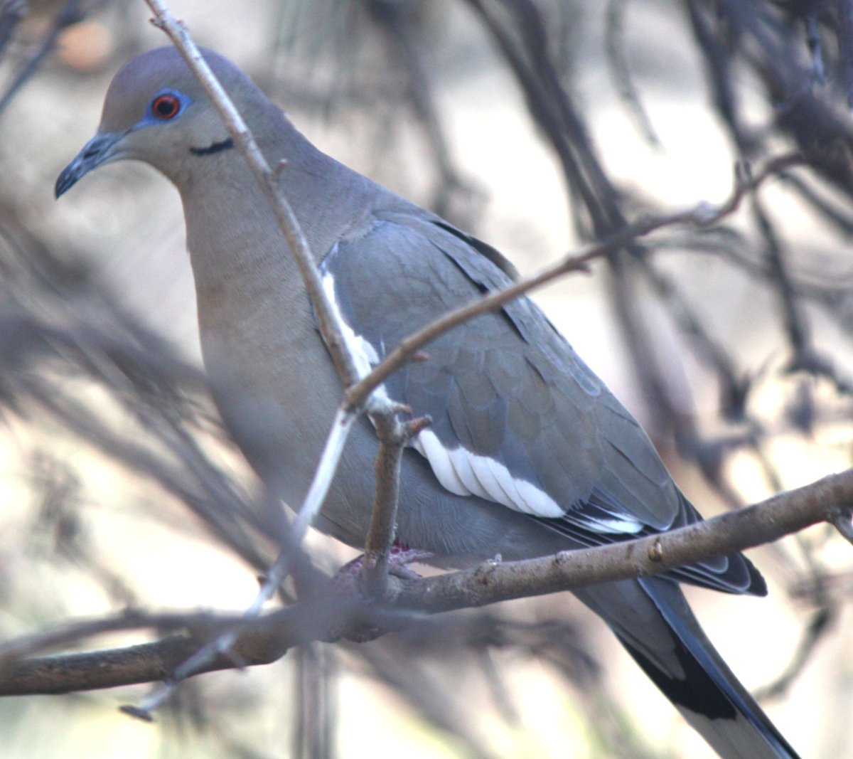 [White-winged Dove -- a mu ...]