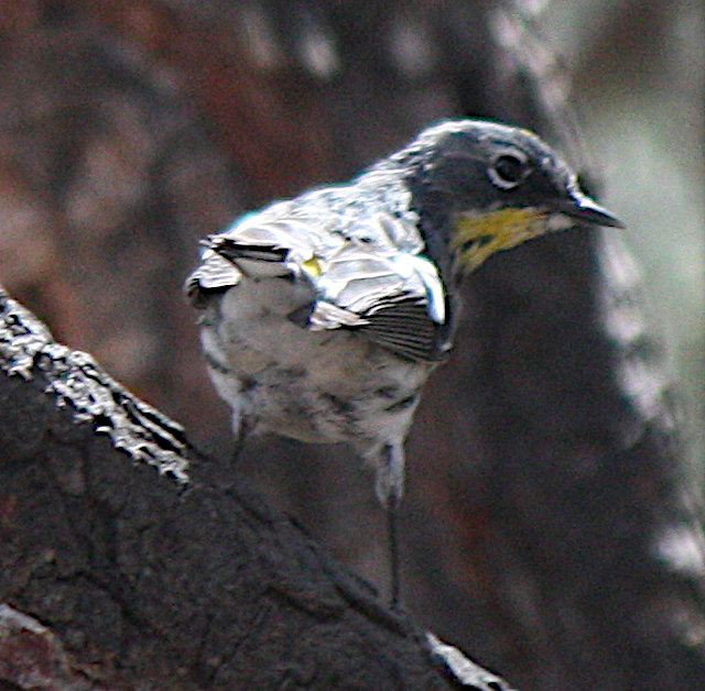 [Yellow-Rumped Warbler. I  ...]