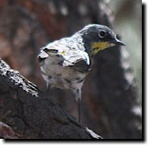 [ Yellow-Rumped Warbler. I  ... ]
