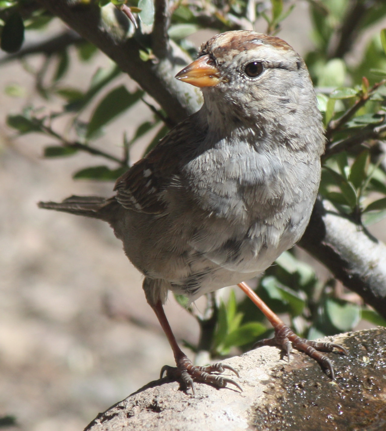 [Golden-crowned sparrow (I ...]