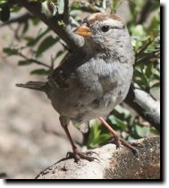 [ Golden-crowned sparrow (I ... ]