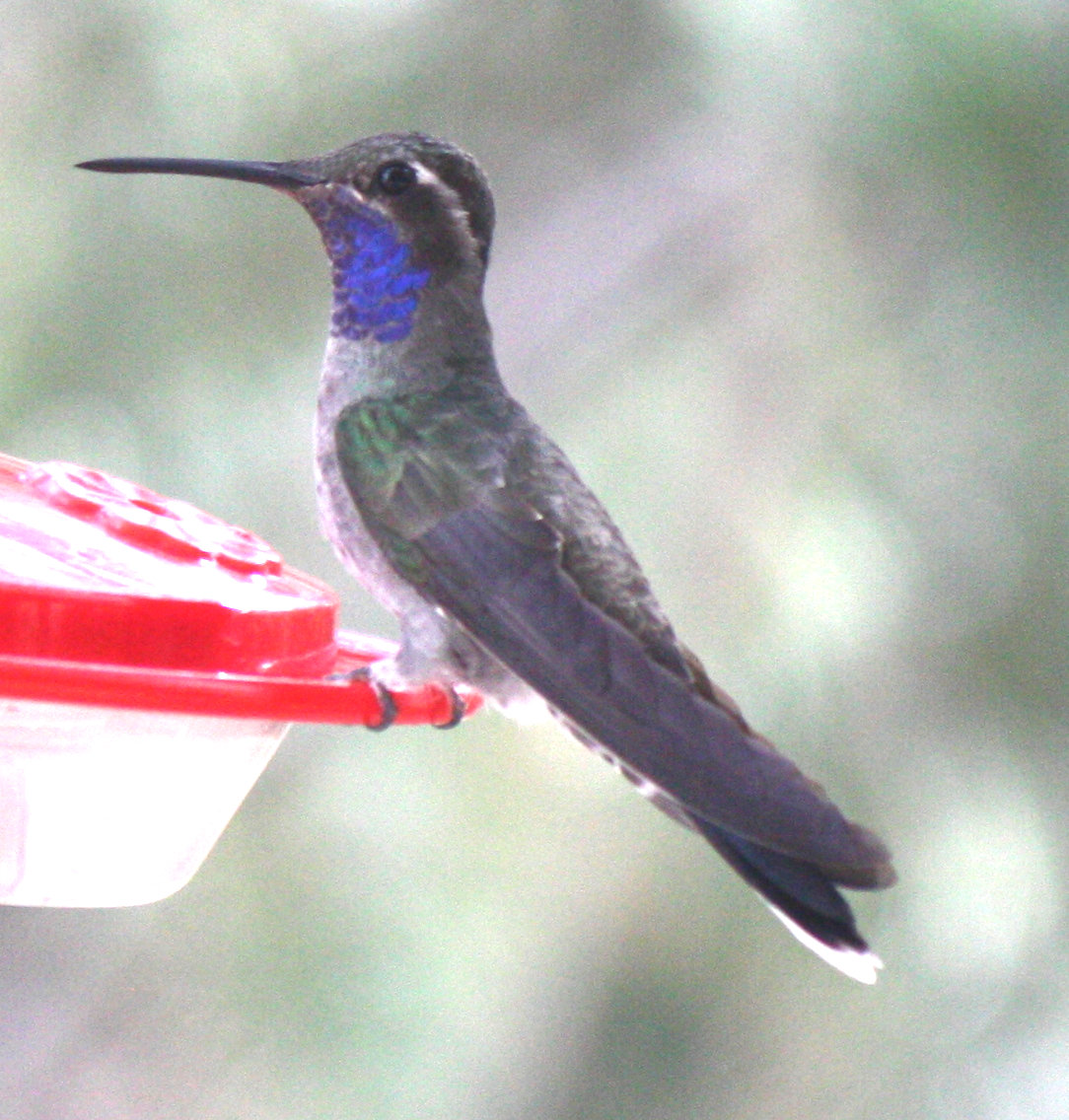 [The Blue-Throated Humming ...]