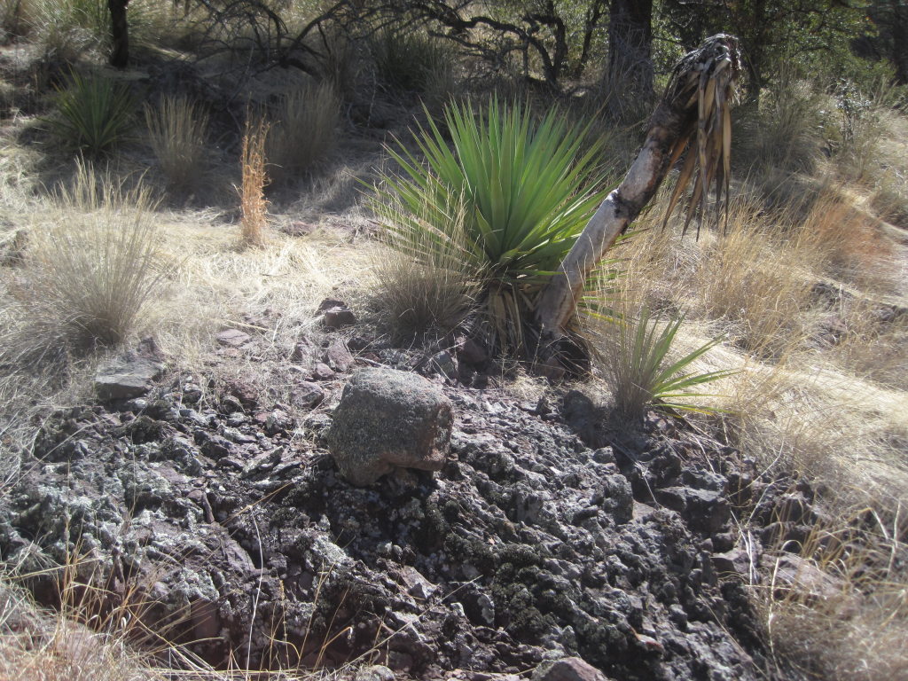 [This yucca seems to have  ...]