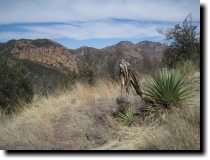 [ The same yucca from the o ... ]
