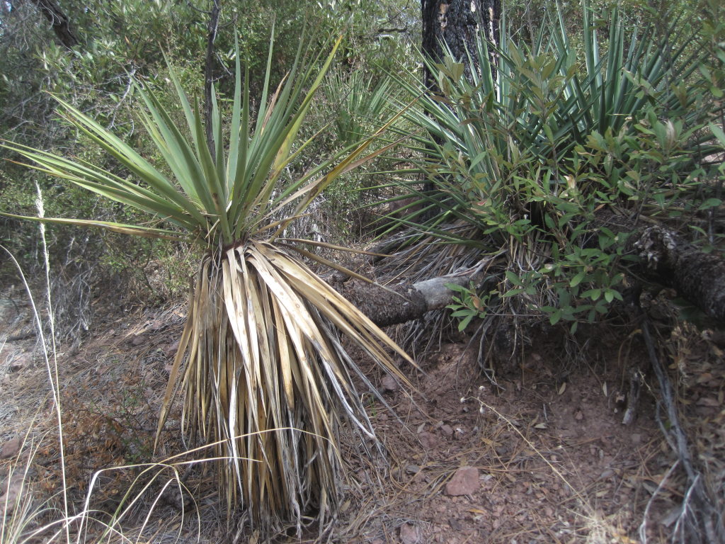 [Another interesting yucca ...]