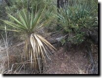 [ Another interesting yucca ... ]