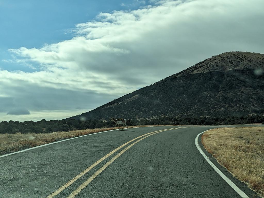 [Pronghorn crossing the ro ...]